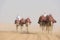 Camels riding in desert of Abu Dhabi, UAE. Dromedaries leaded through desert on foggy day.