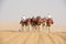 Camels riding in desert of Abu Dhabi, UAE. Dromedaries leaded through desert on foggy day.