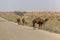 Camels on a road through Karakum desert between Ashgabat and Konye-Urgench, Turkmenist