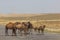Camels on a road through Karakum desert between Ashgabat and Konye-Urgench, Turkmenist