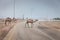 Camels on the road in Oman