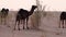 Camels Roaming the Desert