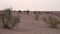 Camels Roaming the Desert