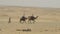 Camels in the Sahara desert. Egypt.