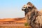 Camels in Sahara desert, Morocco