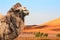 Camels in Sahara desert, Morocco