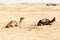 Camels, Sahara deserts, Tunisia