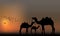 Camels in Sahara. vector illustration