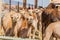 Camels for sale at the Animal Market in Al Ain, U