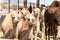 Camels for sale at the Animal Market in Al Ain, U