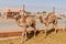 Camels for sale at the Animal Market in Al Ain, U