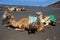 Camels in San antonio Volcano of La Palma