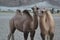 Camels on sand