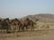 CAMELS OF SAUDI ARABIA IN DESERT WITH MOUNTAIN VIEW