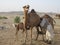 CAMELS OF SAUDI ARABIA WITH THE TRIBAL PEOPLE