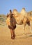 Camels in semi-desert nearly baia de zaburunie at Caspian sea