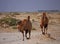 Camels in semi-desert nearly baia de zaburunie at Caspian sea