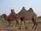 Camels in semi-desert nearly baia de zaburunie at Caspian sea