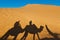 Camels shadows over Erg Chebbi at Morocco