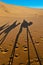 Camels shadows over Erg Chebbi at Morocco