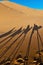 Camels shadows over Erg Chebbi at Morocco