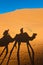 Camels shadows over Erg Chebbi at Morocco