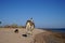 Camels and a Shepherd dog walk along the coast of the Red Sea in the Gulf of Aqaba. Dahab, South Sinai Governorate, Egypt