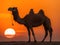 Camels silhouette stands in front of