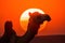 Camels silhouette stands in front of