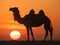 Camels silhouette stands in front of