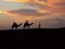 Camels silhouette at sunet