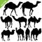 Camels silhouette vector