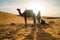 Camels silhouettes at sunset standing in the Sahara Desert, Morocco