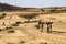 Camels in the Simien Mountains National Park in Northern Ethiopia