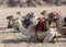 Camels on Sinai