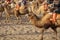 Camels at Singing Sand Mountain, Taklamakan Desert, Dunhuang, Ch