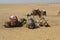 Camels sit together on the Giza Plateau