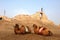 Camels sitting at a castle