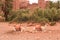 Camels sitting on the ground in the desert