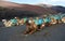 Camels sitting in rows waiting for tourists to arrive.