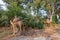 camels stand in a bush and eat their fill of the leaves