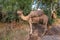 Camels stand in a bush and eat their fill of the leaves