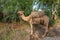 Camels stand in a bush and eat their fill of the leaves