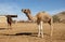 Camels stand in a corral on a camel farm