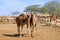 Camels stand in a corral on a camel farm