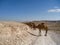 Camels stand on the road in the desert