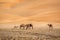 Camels standing at  Liwa desert, Abu Dhabi with cloudy blue sky and a nice muddy ground on the fore ground