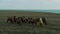 Camels in the steppe by the lake, aerial view