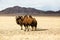 Camels in the steppes of Mongolia. Nature.