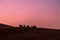 Camels at Sunrise in the Sahara